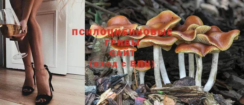 цены наркотик  МЕГА маркетплейс  Псилоцибиновые грибы Psilocybe  Шуя 